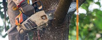 Best Tree Removal  in Andrews, IN